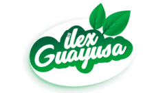 Guayusa Ilex